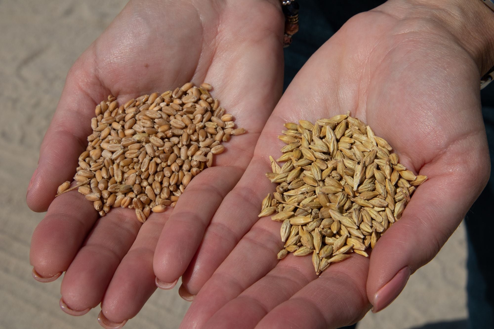 Hands holding harvested barley in an Oregon field