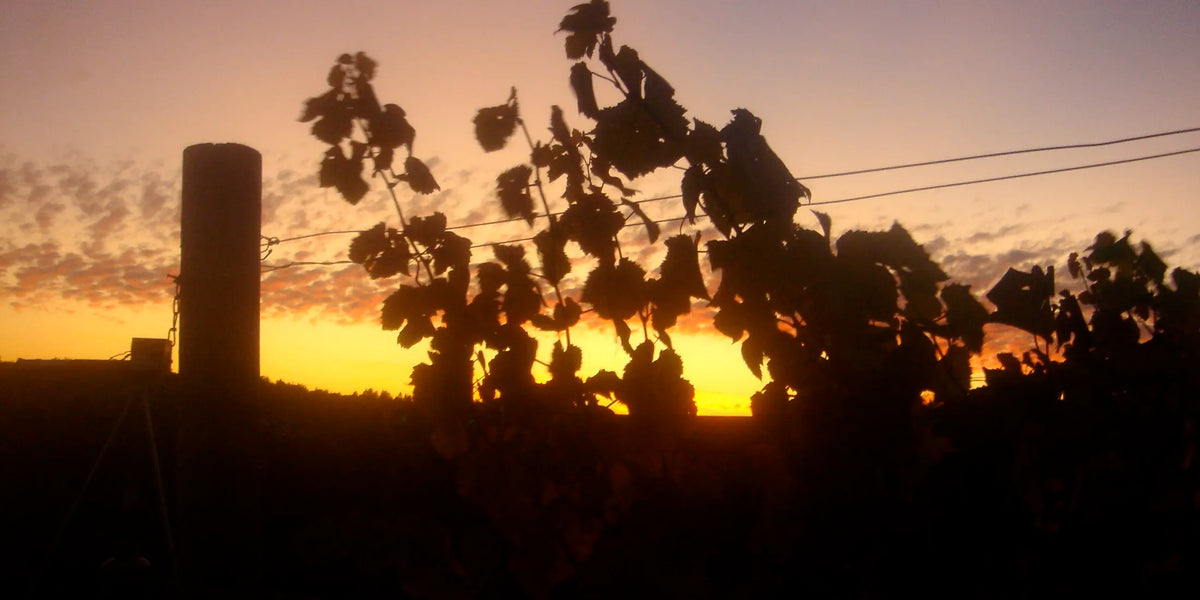 Vineyard rows at sunset in the Patty Green archive