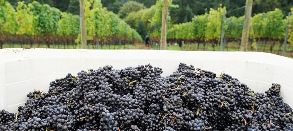 Freshly harvested Pinot Noir grapes at Patricia Green Cellars