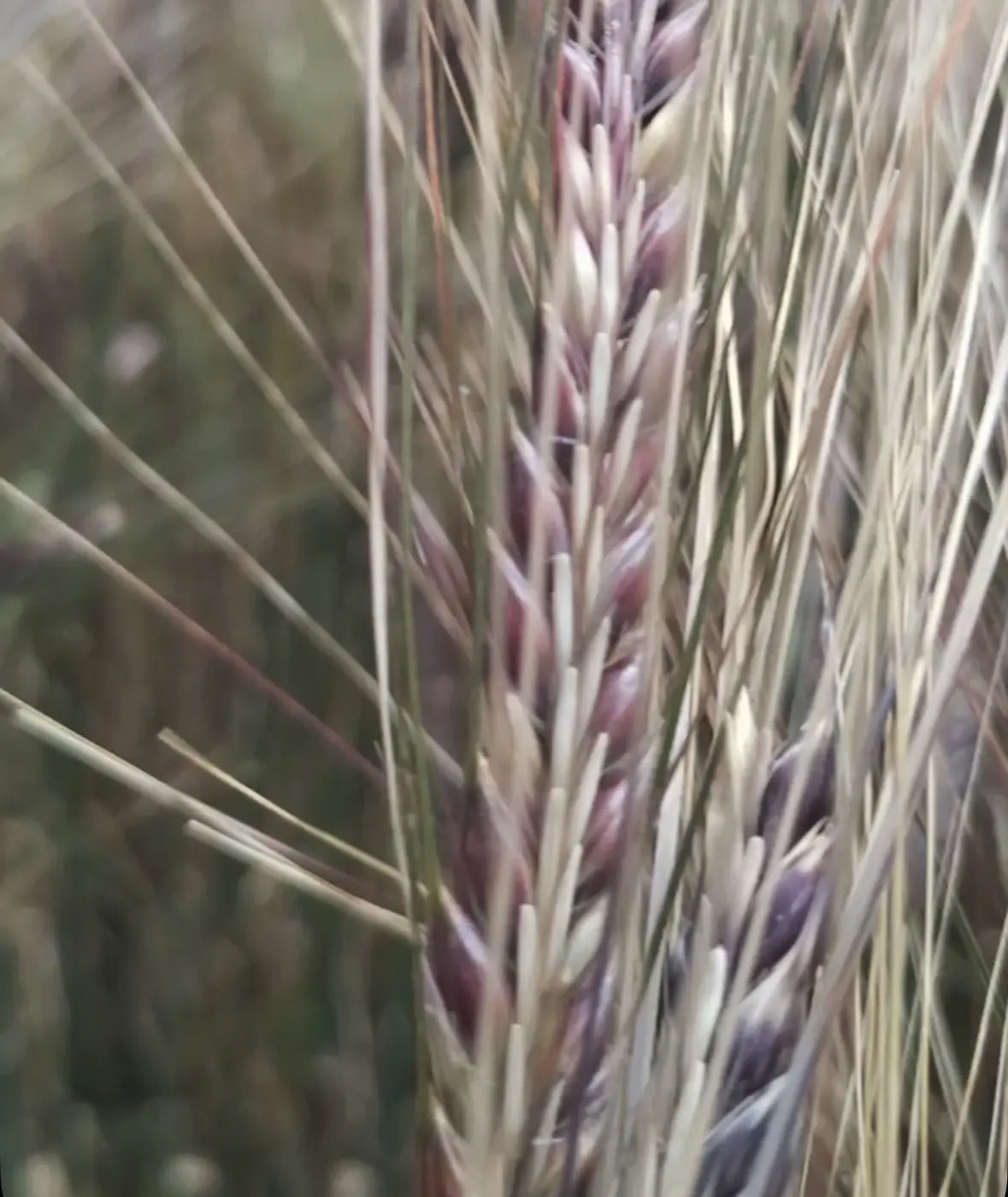 Purple Karma barley growing in Oregon