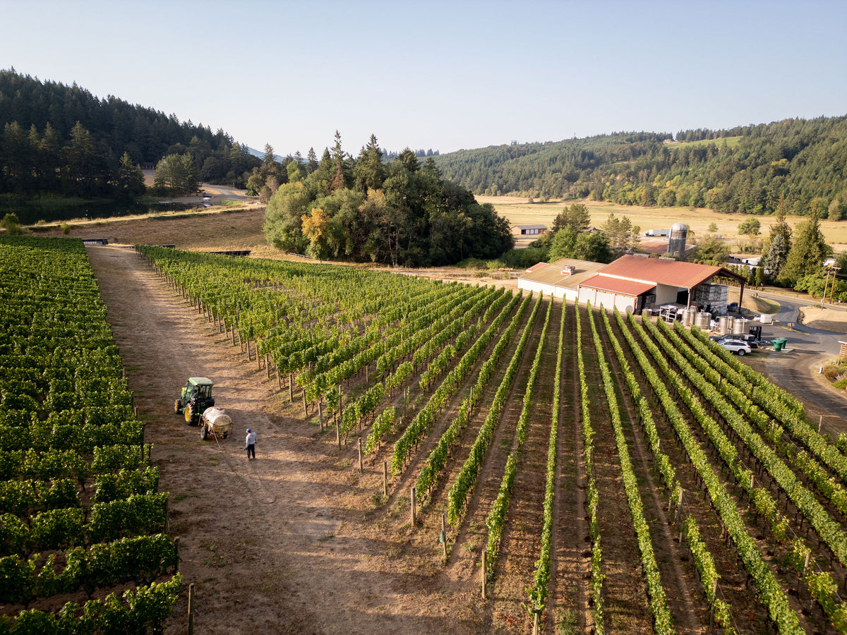 Aerial view of vineyard rows at Patricia Green Cellars in Oregon