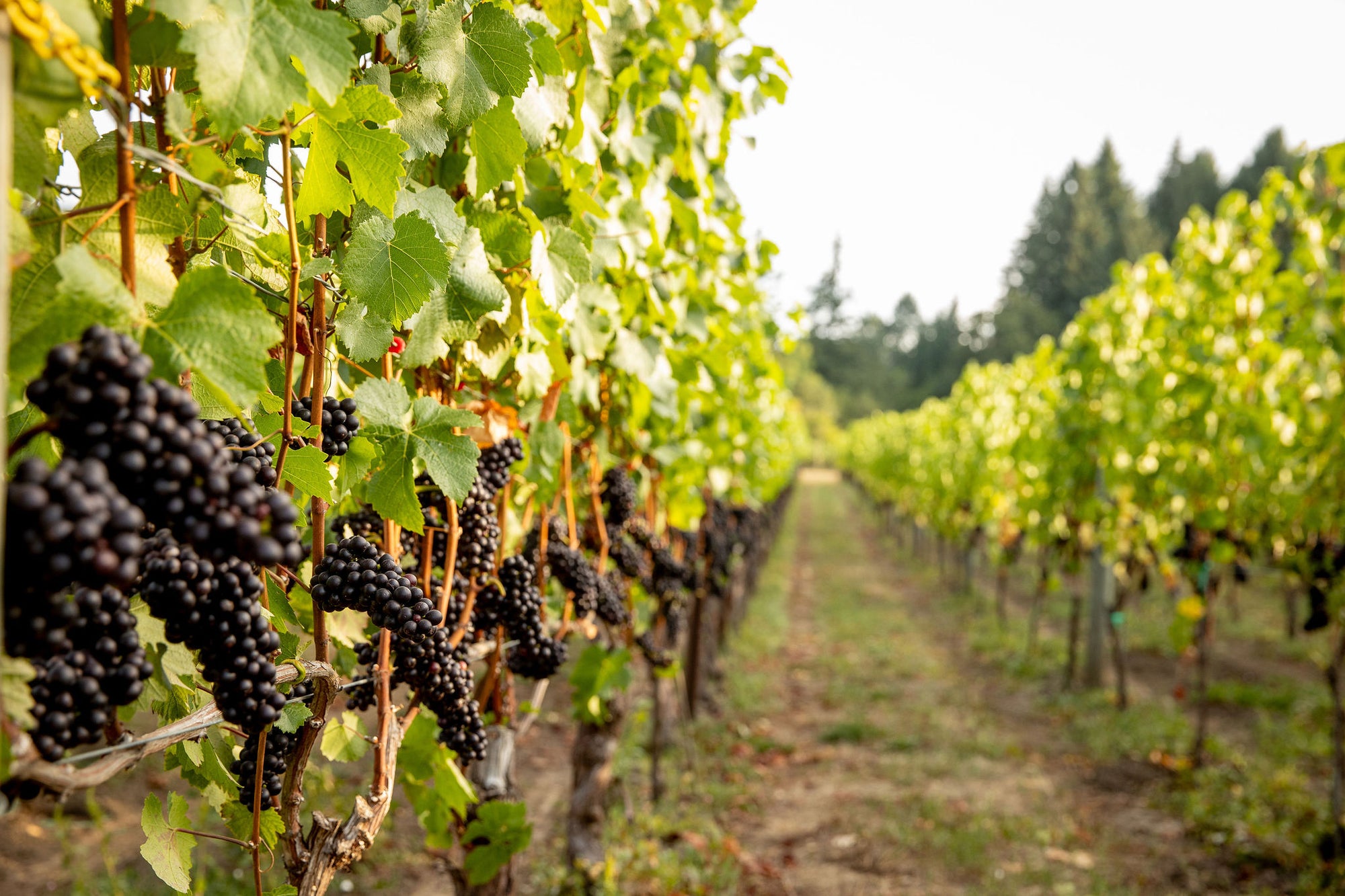 Pinot Noir grapes ready for harvest at Patricia Green Cellars
