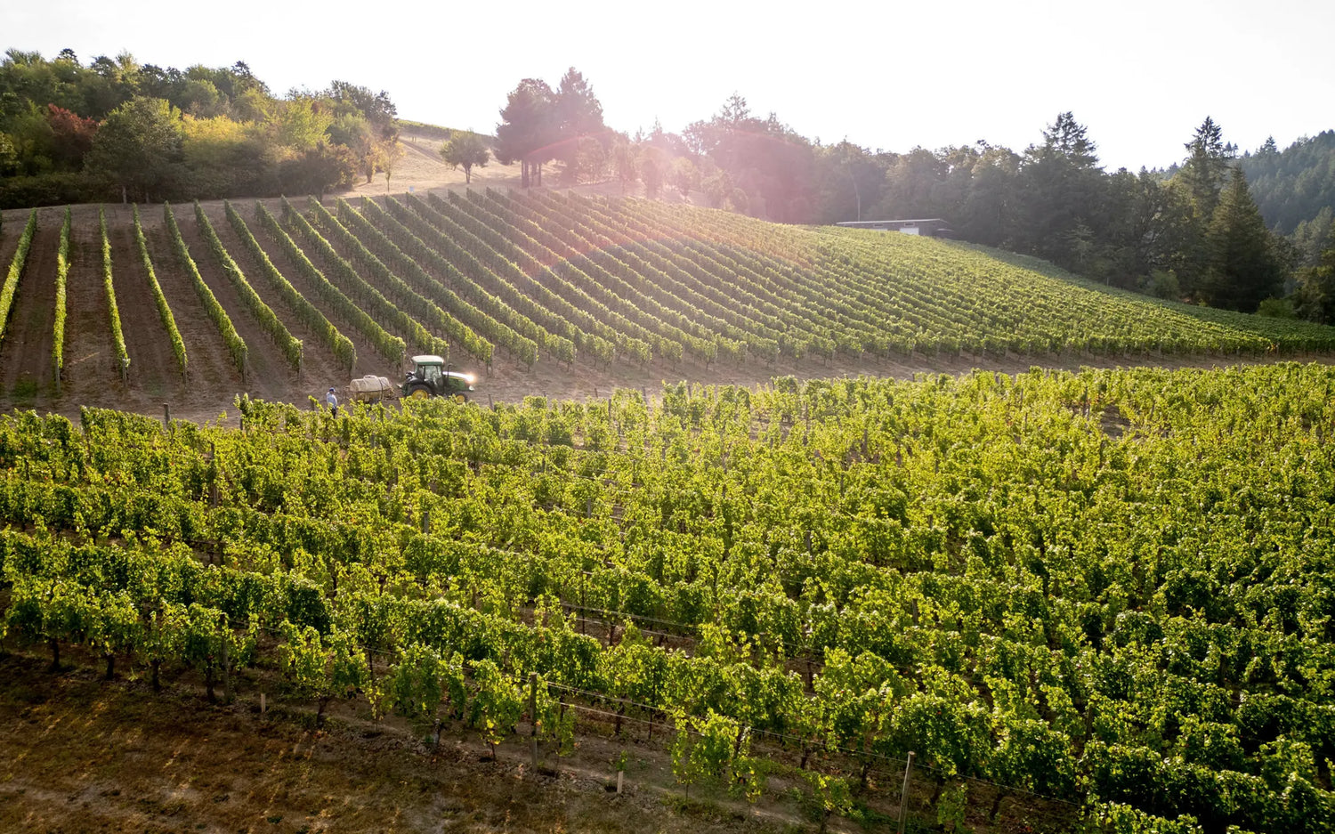 Vineyard harvest on the Oregon hillside